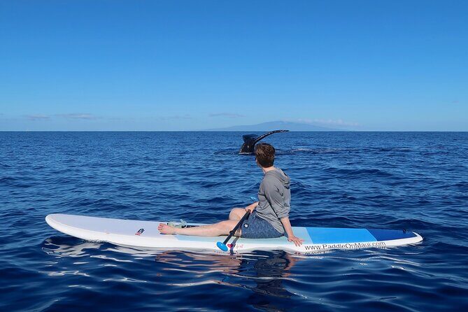 Private Paddleboard (SUP) Whale Watch: All Skill Levels Welcome - Why you should consider this tour