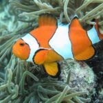 Private Phi Phi & 4 Islands Sunset Cruise by Speedboat - from Krabi - Authentic Experiences and Reviews