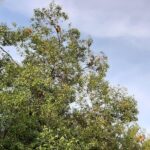 Private Proboscis Monkey & Water Village Tour - FAQ