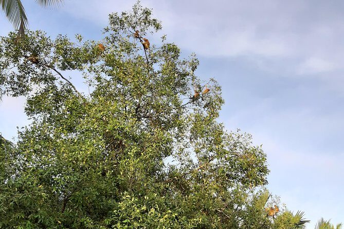 Private Proboscis Monkey & Water Village Tour - FAQ