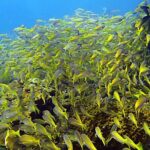 Private Scuba Diving Initiation with Licensed Guide - What You Can Expect from the Experience