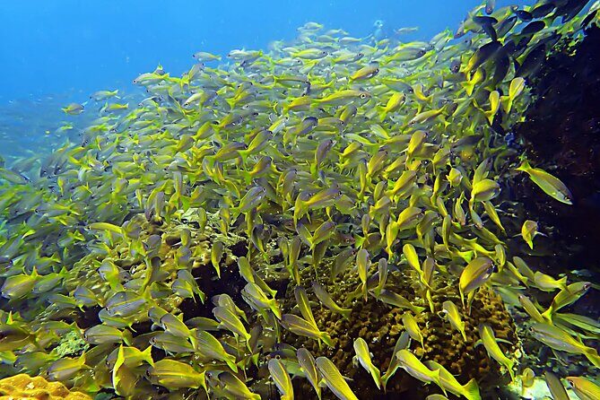 Private Scuba Diving Initiation with Licensed Guide - What You Can Expect from the Experience