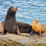 Private Shuttled Coastal Gems Scenic Customizable Tour - Analyzing the Value and Pricing