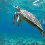 Private Snorkeling Gili Island (Coral, Statue and Turtle) - Things to Keep in Mind