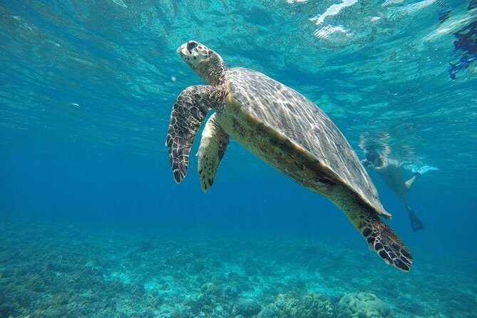 Private Snorkeling Gili Island (Coral, Statue and Turtle) - Things to Keep in Mind