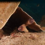Private Snorkeling trip at Koh Kood - Practical Details and Tips