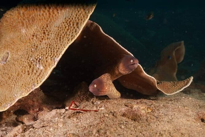 Private Snorkeling trip at Koh Kood - Practical Details and Tips