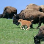 Private Sunrise Wildlife Adventure Into Yellowstone Lamar Valley - Final Thoughts: Is This Tour for You?