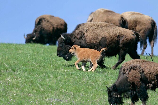 Private Sunrise Wildlife Adventure Into Yellowstone Lamar Valley - Final Thoughts: Is This Tour for You?