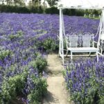 Private Taichung Instagram Day Tour from Taipei - Authentic Experiences and Review Insights