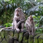 Private Tour: Bali in a Day - What the Tour Includes (and What It Doesn’t)