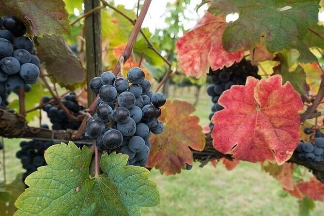 Private Tour: Chianti Winery, Montefioralle, and Greve in Chianti - Price and Value