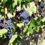 Private Tour: "FRANCIGENA WAY" in Chianti with Lunch & 2 Wine-tastings - What Makes This Tour Stand Out?
