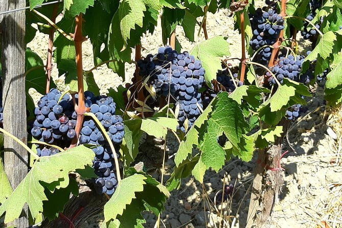 Private Tour: "FRANCIGENA WAY" in Chianti with Lunch & 2 Wine-tastings - What Makes This Tour Stand Out?