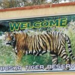 Private Tour from Delhi to Sariska Safari and Jaipur (1N/2D) - The Sum Up