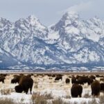 Private Tour Grand Teton National Park - FAQ