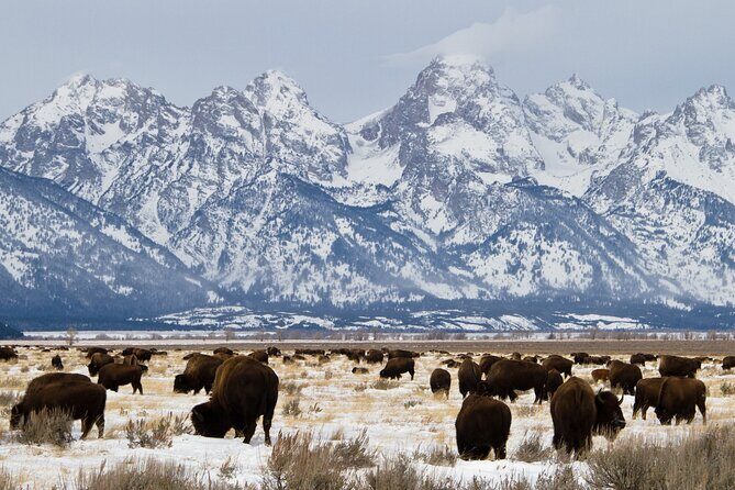 Private Tour Grand Teton National Park - FAQ