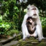 Private Tour in Ubud with Jungle Swing - An In-Depth Look at the Ubud Jungle Swing Tour