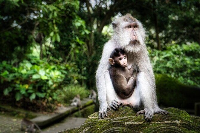 Private Tour in Ubud with Jungle Swing - An In-Depth Look at the Ubud Jungle Swing Tour