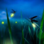 Private Tour: Kuala Selangor Firefly Blinkings including Seafood Dinner - Practical Details: What You Should Know
