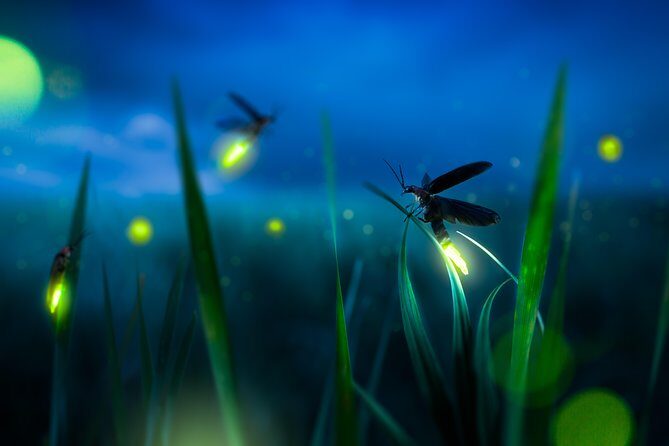 Private Tour: Kuala Selangor Firefly Blinkings including Seafood Dinner - Practical Details: What You Should Know