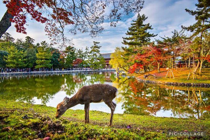 Private Tour Kyoto-Nara w/Hotel Pick Up & Drop off from Kyoto - What the Reviews Say
