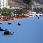 [Private Tour] Nami Island & Snow Viewing and Snow sled (More Members Less Cost) - An In-Depth Look at the Tour Itinerary