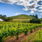 Private Tour Napa and Sonoma Valley Wine - What We Think About the Cost and Value