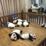Private Tour of Chengdu Panda Center and Leshan Giant Buddha - Practical Details and What You Should Know