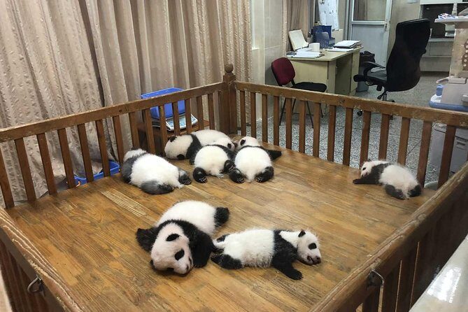 Private Tour of Chengdu Panda Center and Leshan Giant Buddha - Practical Details and What You Should Know