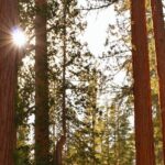 Private Tour of John Muir Redwoods and Sausalito - An In-Depth Look at the Tour Itinerary