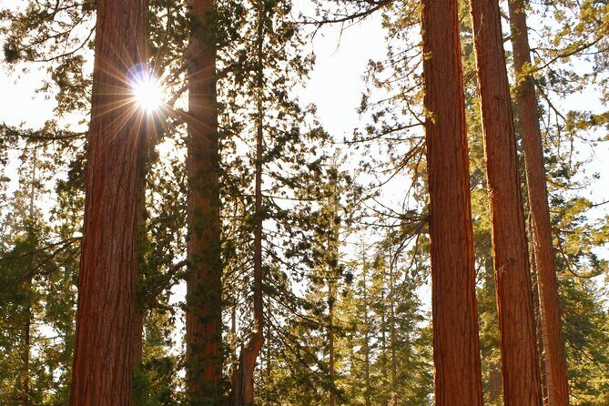 Private Tour of John Muir Redwoods and Sausalito - An In-Depth Look at the Tour Itinerary