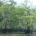 Private Tour of the Honey Island Swamp - The Itinerary in Detail