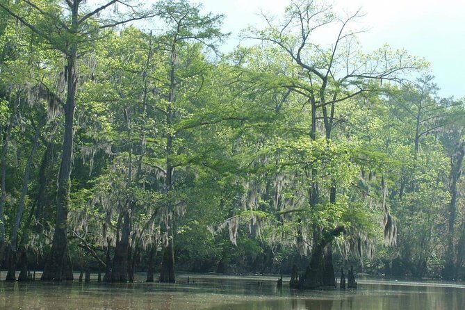 Private Tour of the Honey Island Swamp - The Itinerary in Detail