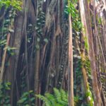Private Tour Singapore Botanic Garden (UNESCO) - Who Should Consider This Tour?
