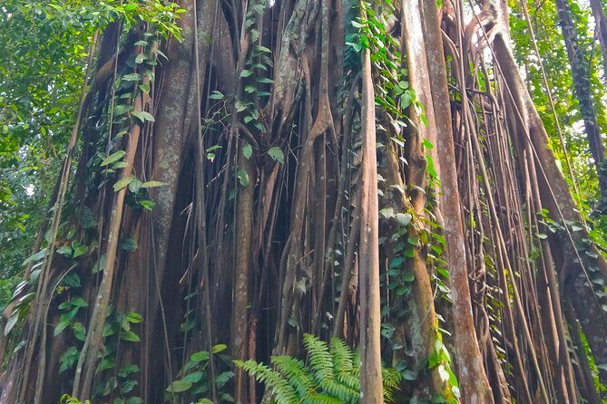 Private Tour Singapore Botanic Garden (UNESCO) - Who Should Consider This Tour?