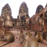 Private tour to Ayutthaya and Lopburi Monkey Temple (from Bangkok) - What Makes This Tour Stand Out?