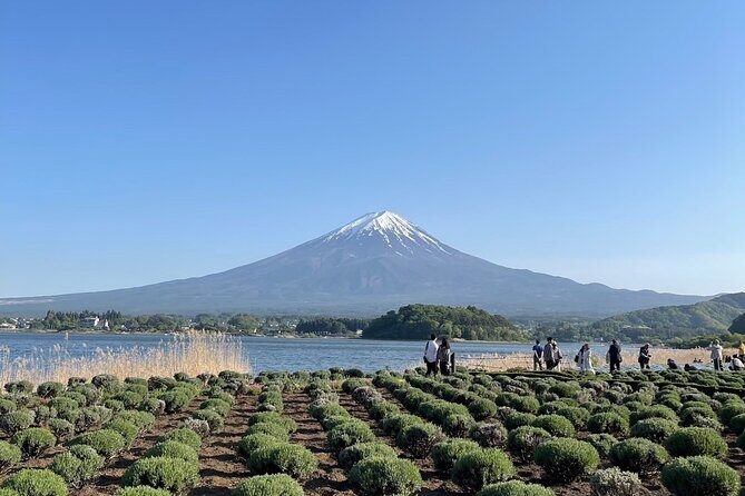 Private Tour to Mt Fuji and Hakone with English Speaking Driver - Who Will Love This Tour?