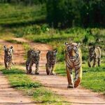 Private Tour to Sariska Tiger National Park by Car from Jaipur - What Makes This Tour Stand Out?