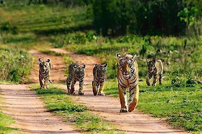 Private Tour to Sariska Tiger National Park by Car from Jaipur - What Makes This Tour Stand Out?