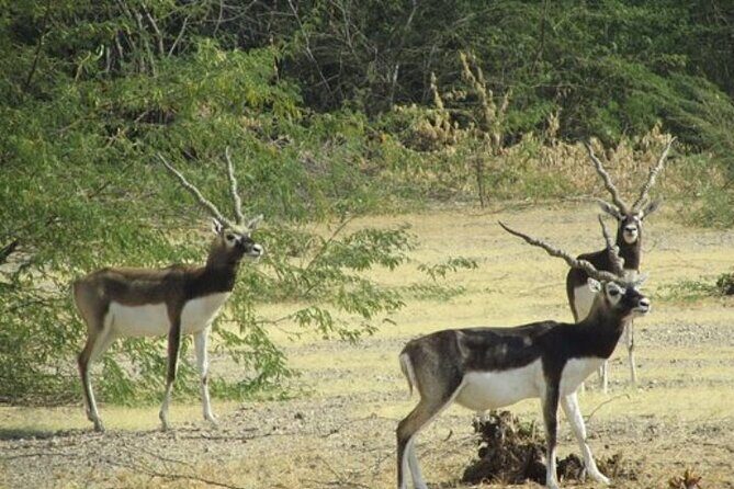 Private Tour: Village Safari Half-Day Tour In Jodhpur - The Value of This Tour