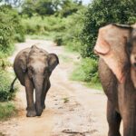 Private Tour: Yala National Park Safari - Additional Practical Details