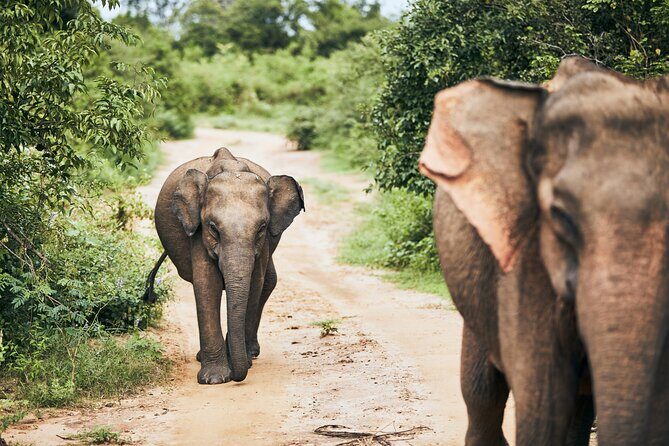 Private Tour: Yala National Park Safari - Additional Practical Details