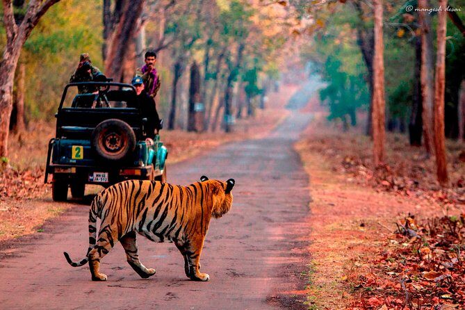 Private Transfers Sawai Madhopur to Jaipur Drop One Way - Authentic Traveler Insights