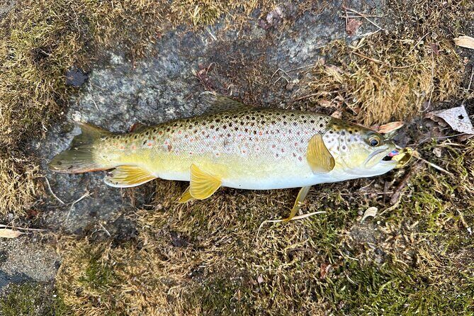 Private Trout Fishing Excursion in Virginia - Final Thoughts