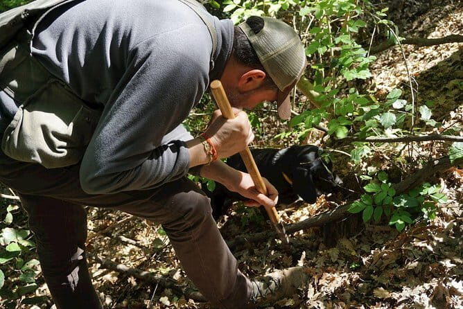Private Truffle Hunting in Chianti from Florence - What We Learned from Reviews