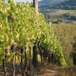 Private Tuscany Day Tour: San Gimignano and Chianti Wine Region from Florence - The Scenic Drive to Chianti: Wineries, Views, and Tuscan Charm