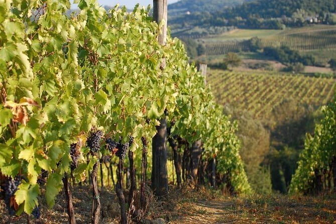 Private Tuscany Day Tour: San Gimignano and Chianti Wine Region from Florence - The Scenic Drive to Chianti: Wineries, Views, and Tuscan Charm
