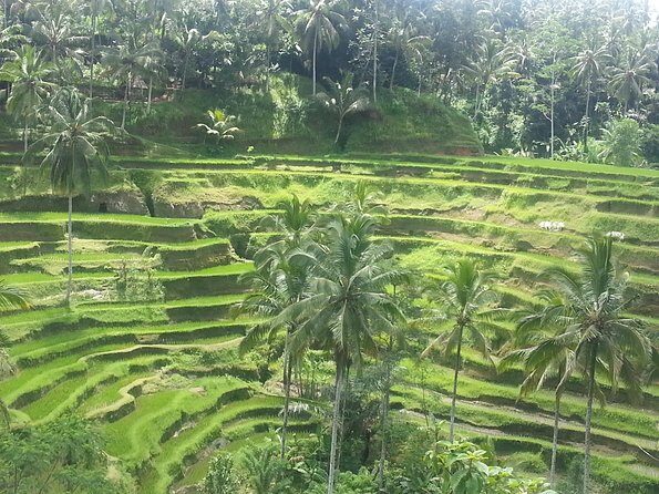 Private Ubud Tegalalang Rice Teracce & Tanah Lot Tour - What’s Included and What to Keep in Mind