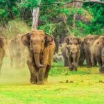 Private Udawalawa Safari Plus Elephant Transit Home Day Trip - Authentic Insights from Past Travelers